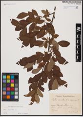Foto von Salix aurita L.